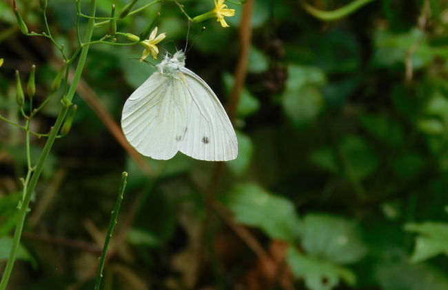 Excursion à l'Oasis de Morigerati - Foto 3