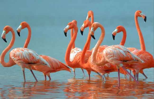 Day Trip to Las Coloradas & Rio Lagartos - Foto 1