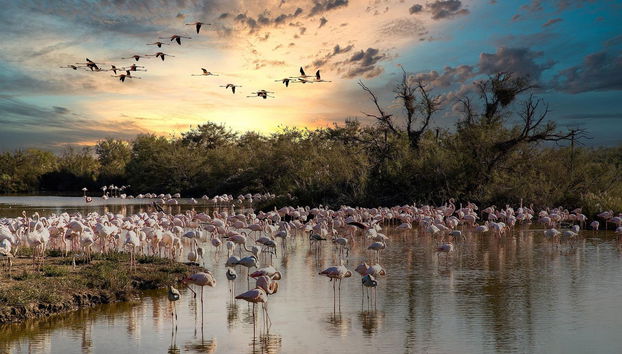 Excursión a Las Coloradas y Río Lagartos - Foto 3