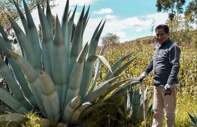 Tour por Huancayo, Jauja, Laguna de Paca y Wawi Wawi - Foto 3