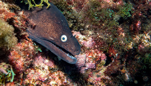 Scuba Diving in São Miguel - Foto 5