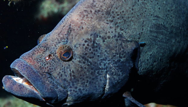 Scuba Diving in São Miguel - Foto 3