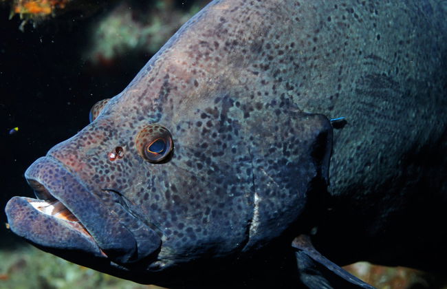 Bautismo de buceo en São Miguel - Foto 2