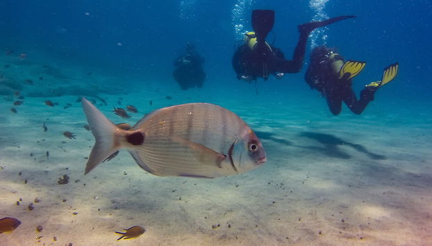 Scuba Diving in São Miguel - Foto 4