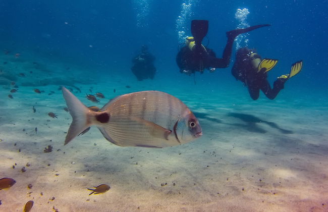 Bautismo de buceo en São Miguel - Foto 1