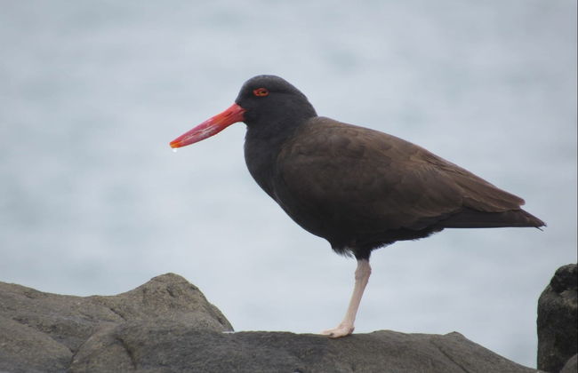 Birdwatching + Kayaking Tour - Photo 7