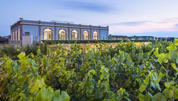 Vigneti accanto al museo Pressoria, ad Aÿ-Champagne