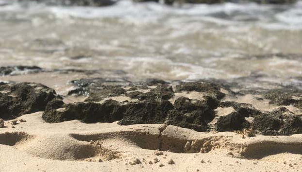 Catalina Island & Chavon River Day Trip - Foto 4