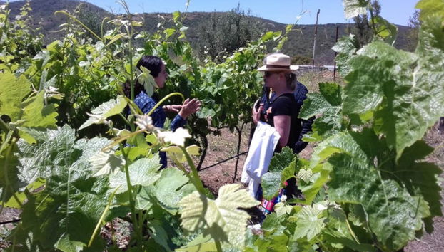 Route des vins dans la vallée de Guadalupe - Photo 3