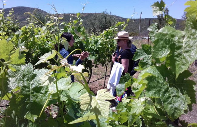Route des vins dans la vallée de Guadalupe - Photo 3