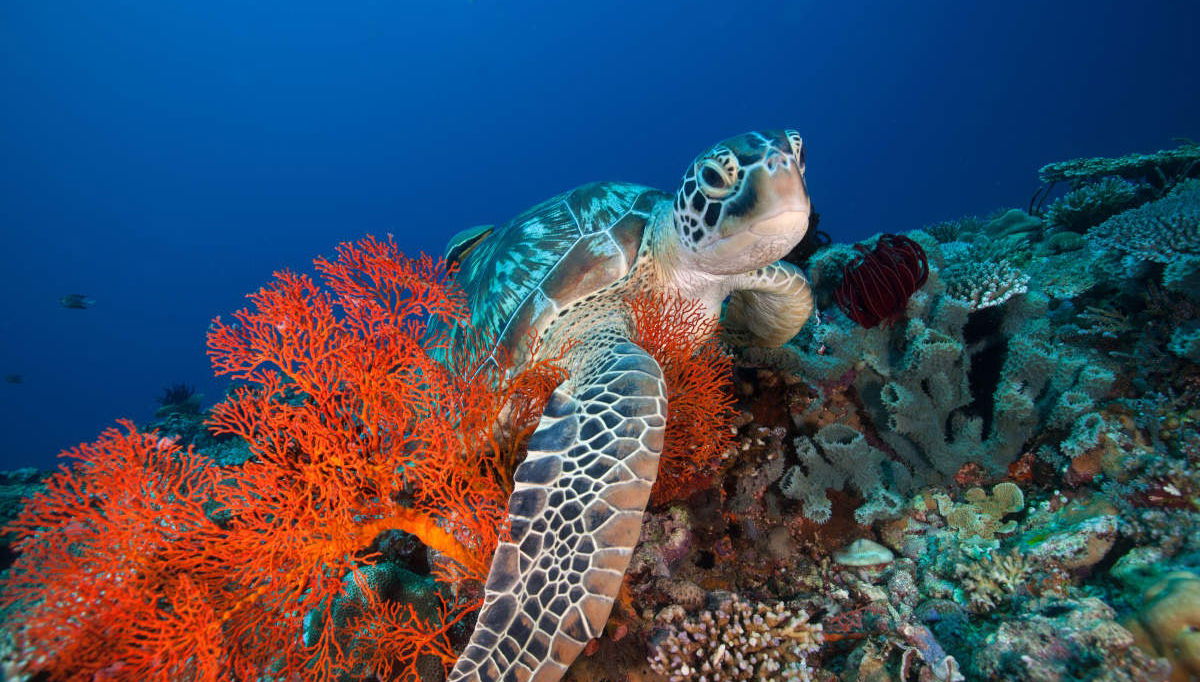 Speedboat Ride to Gili Islands - Foto 1