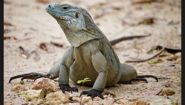 Grand Cayman Tour - Foto 3