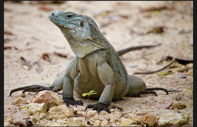 Grand Cayman Tour - Foto 3