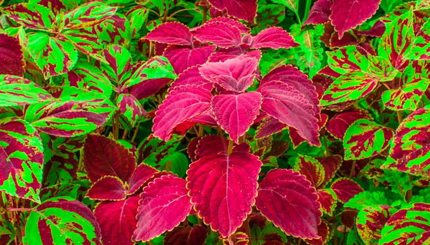 Grand Cayman Tour - Foto 5