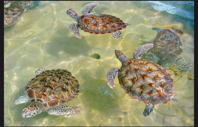 Grand Cayman Tour - Foto 1