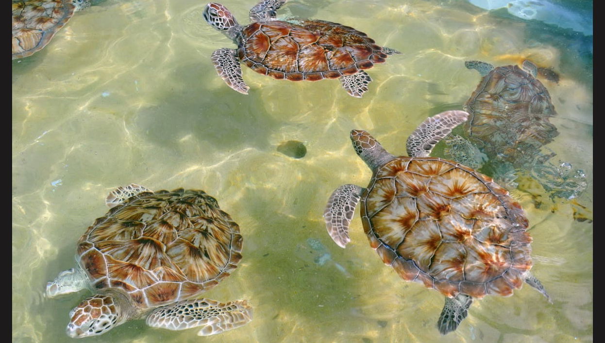 Grand Cayman Tour - Foto 1