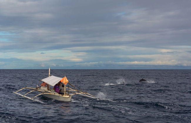 Avistamiento de delfines y ballenas en Bohol - Foto 1