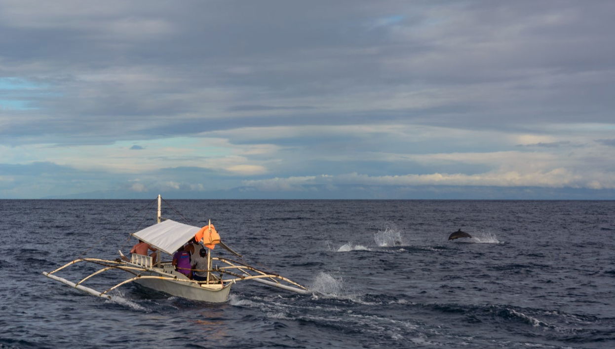 Avistamiento de delfines y ballenas en Bohol - Foto 1