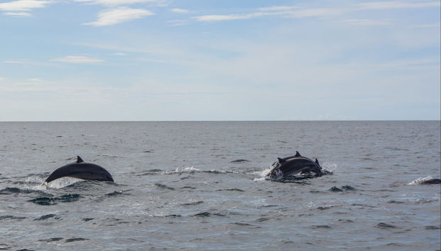 Bohol Dolphin & Whale Watching Tour - Foto 2