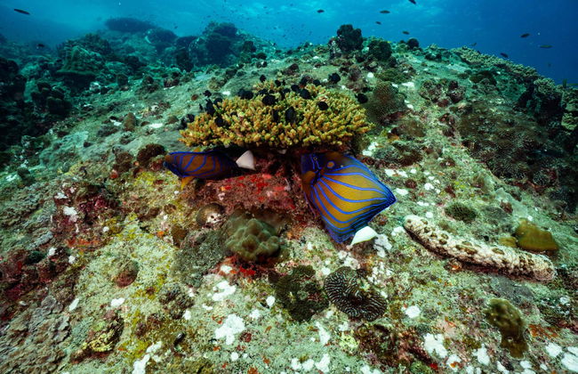 Buceo en Sail Rock - Foto 7