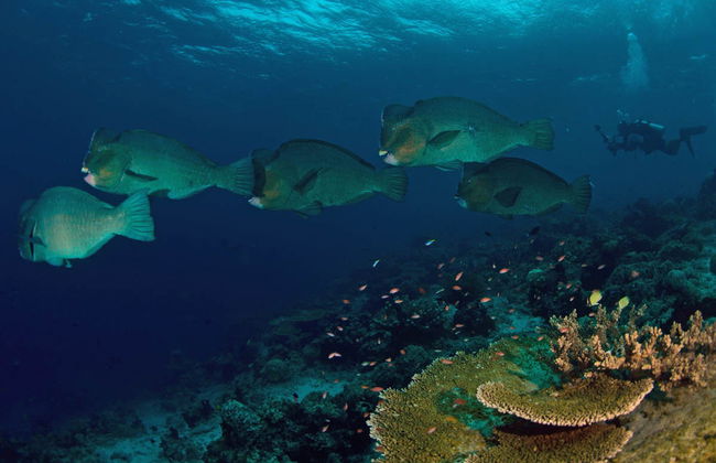 Sail Rock Scuba Diving Experience - Photo 2