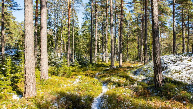 Excursão a Porkkala - Foto 3