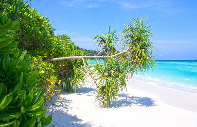 Snorkel en las islas Similan - Foto 2