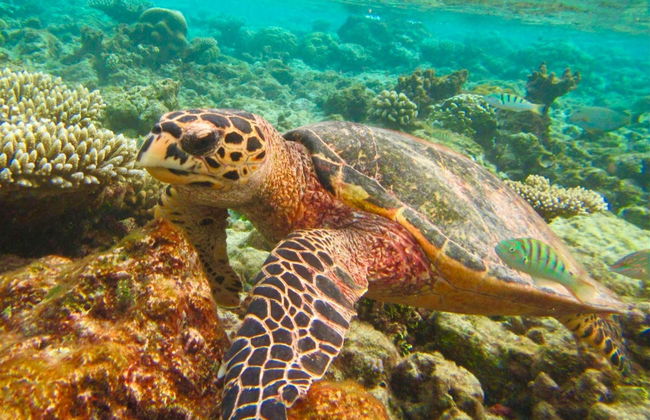 Snorkel en las islas Similan - Foto 5