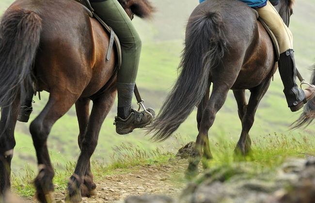 Círculo de Oro + Visita a un establo de caballos - Foto 1