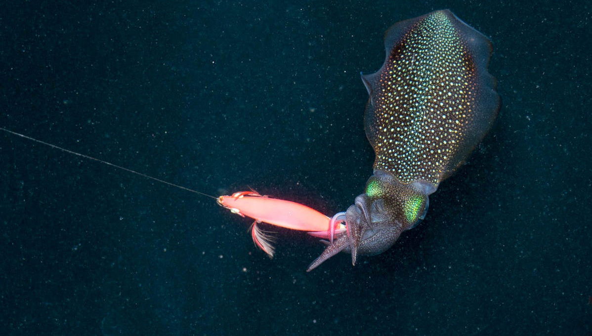 Pesca nocturna en Huraa - Foto 1