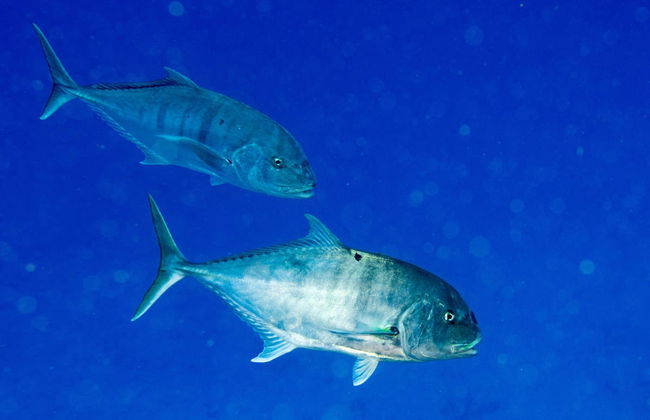 Sunset Fishing Trip in Huraa - Foto 4