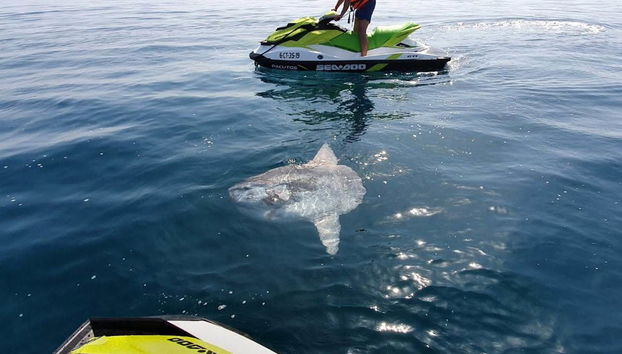 Tour en moto de agua por la costa de Sabinillas - Foto 4
