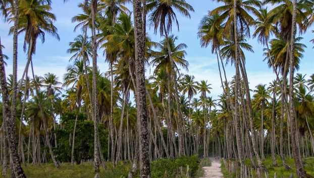 Balade à cheval sur l’île de Tinharé - Photo 5