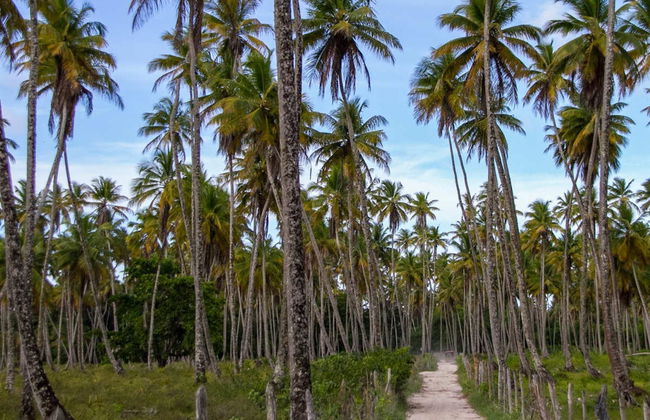 Excursión a la playa de Garapuá - Foto 6