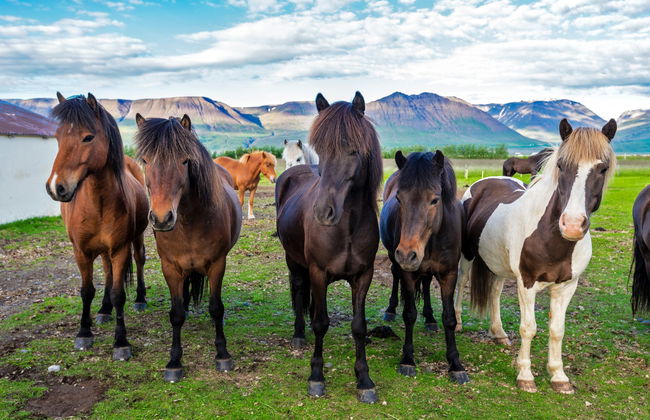 Varmahlíð Horse Riding Activity - Photo 1