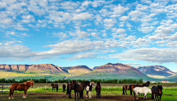 Passeggiata a cavallo a Varmahlíð - Foto 4