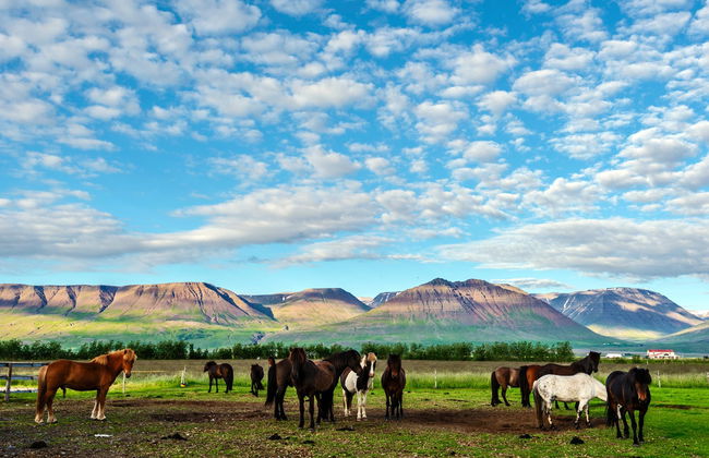Varmahlíð Horse Riding Activity - Photo 4