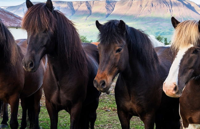 Paseo a caballo por Varmahlíð - Foto 3