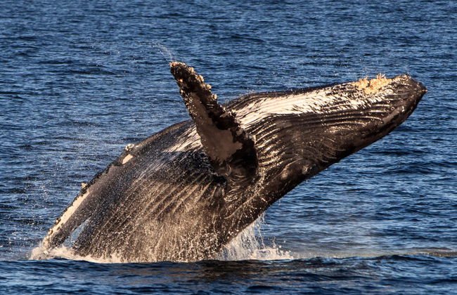 Observation de baleines en catamaran - Photo 6