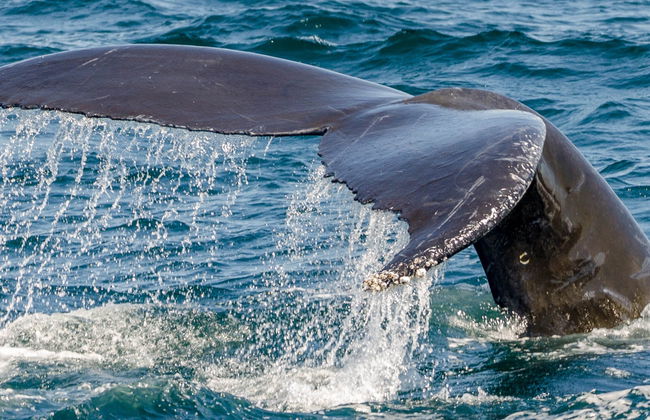 Observation de baleines en catamaran - Photo 8