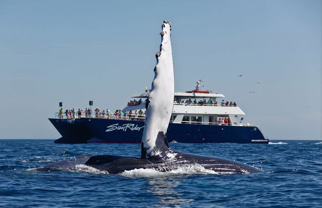 Observation de baleines en catamaran - Photo 2