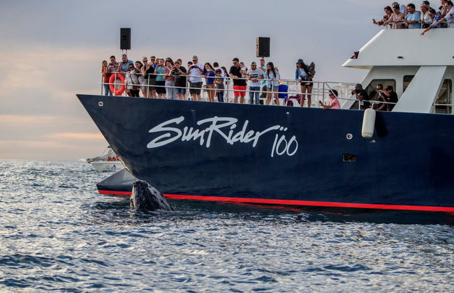Observation de baleines en catamaran - Photo 4