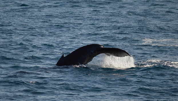 Go City: San Diego Explorer Pass - Foto 2