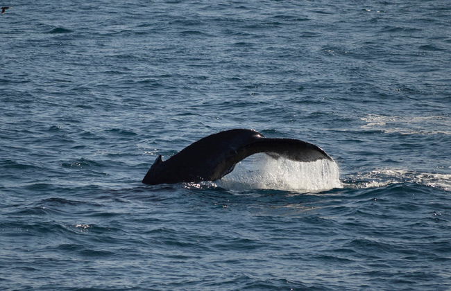 Go City: San Diego Explorer Pass - Foto 6