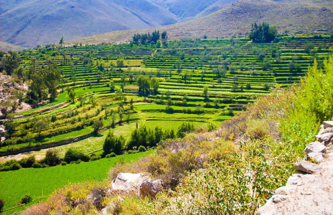 Tour por la Ruta del Loncco - Foto 2