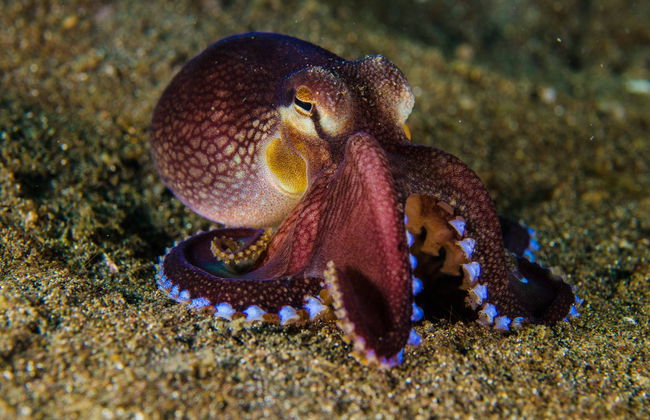 Cours de plongée PADI Open Water - Photo 5