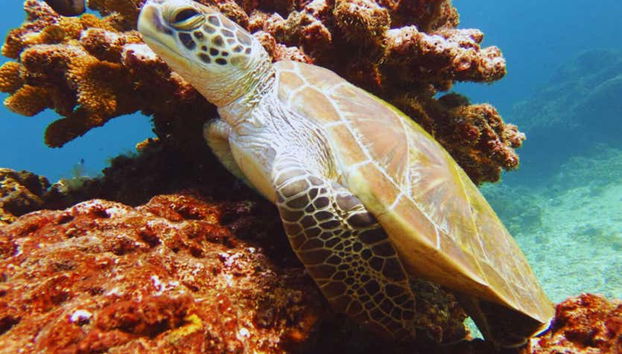 Corso di immersione PADI Open Water - Foto 4