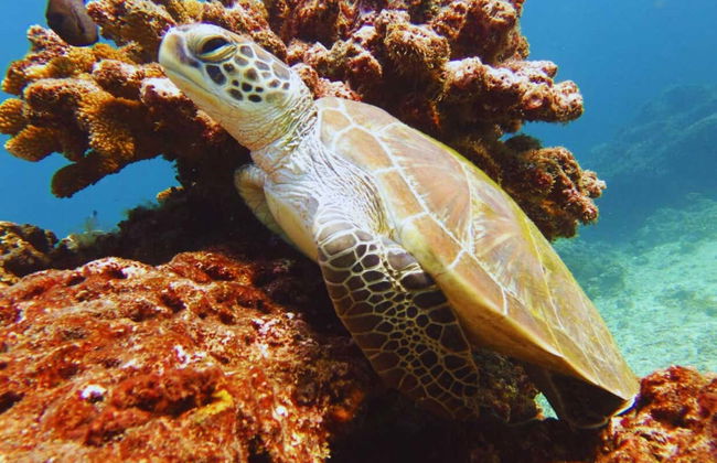 Cours de plongée PADI Open Water - Photo 4