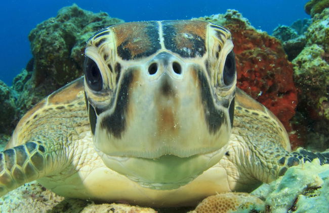 Cours de plongée PADI Open Water - Photo 1
