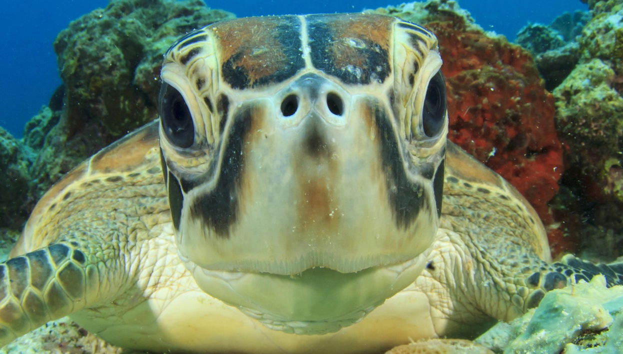 Cours de plongée PADI Open Water - Photo 1
